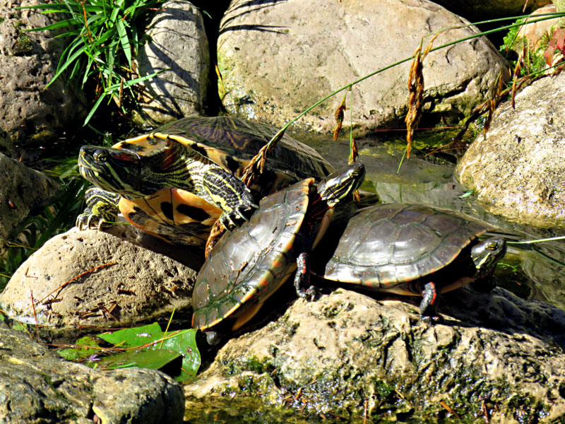 turtle pond at GarLyn Zoo